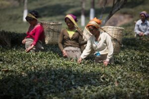 History Of Tea, History Of Tea in India, The Origin of Tea