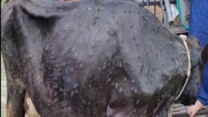 Disease in Animals, Lumpy skin fatal, Immunity, Infected Cattle, Destructive Effect, Disease Infected, Natural Infection