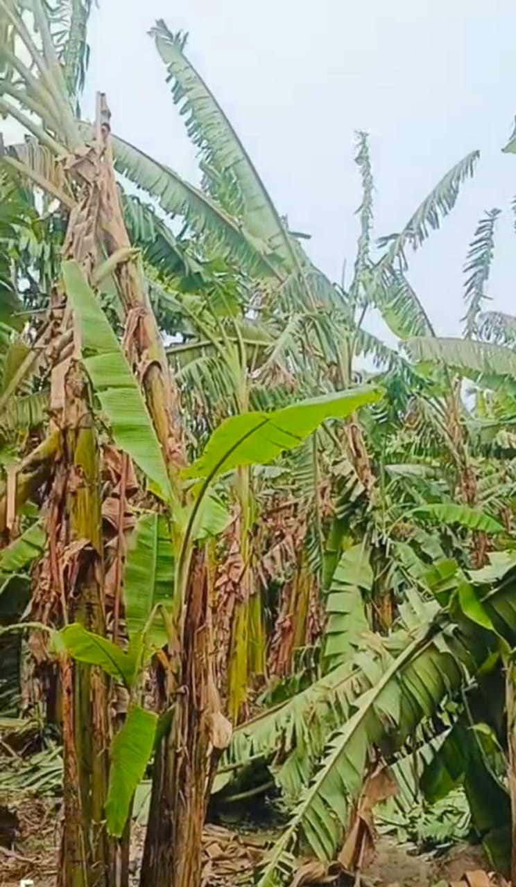 आंधी-तूफान से केला और आम के किसानों को भारी नुकसान