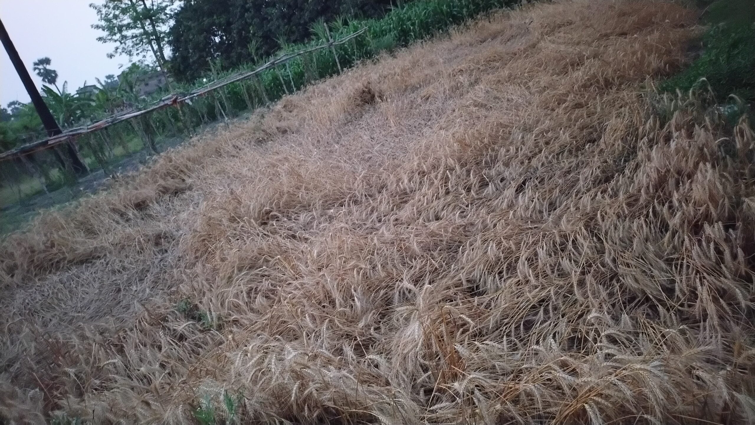 बेमौसम बारिश किसानों के लिए आफत बनकर आयी