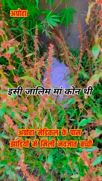 लावारिस मिलती नवजात बच्चियाँ: झाड़ियों से जीवन तक