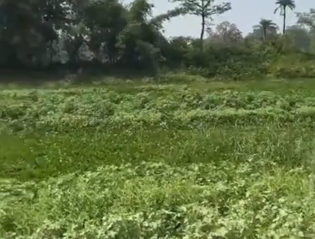 पूर्वी चंपारण की ऐतिहासिक धनौती नदी अब सूखी